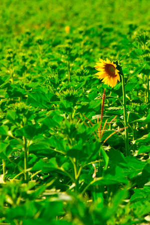 Sunflower fieldの写真素材