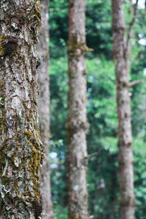 Treesの写真素材