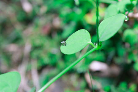 Water drops on the leavesの写真素材