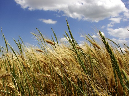 wheat fieldの写真素材