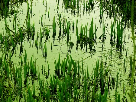 swamp, wetland scenery           