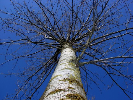 tall tree good as a symbol for recyclingの写真素材