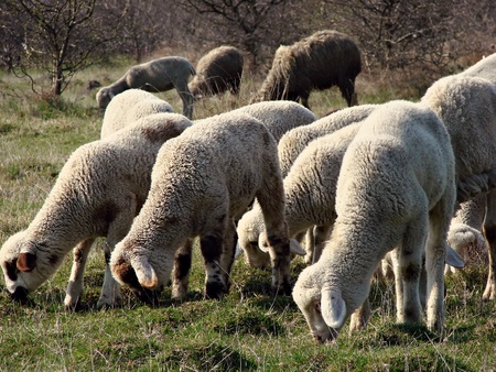 sheep flockの写真素材