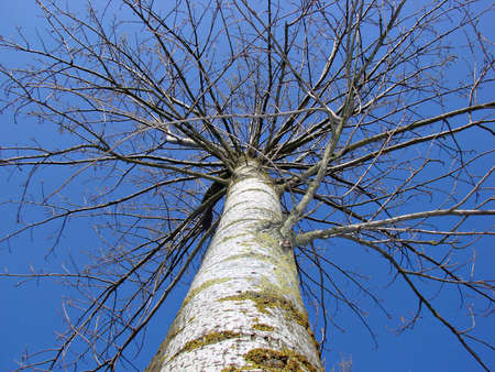 tall tree good as a symbol for recyclingの写真素材