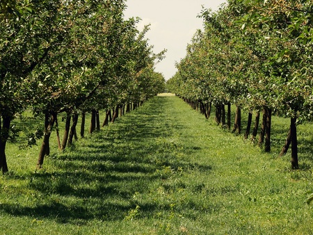 Beautiful apple orchard in a row at both sides の写真素材