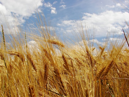 wheat field            の写真素材