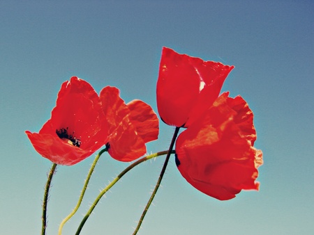 Opium poppy, Papaver somniferumの写真素材