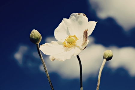 white windflower or wood anemone  Japanese Anemone の写真素材