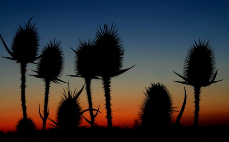 silhouette of thistle or burの写真素材