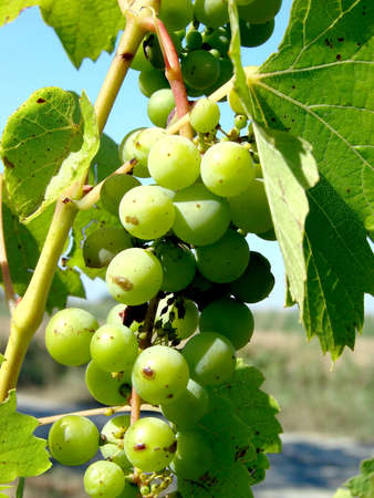 green grapes