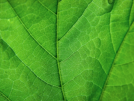 green leafの写真素材