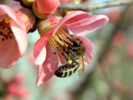 bee on flowerの写真素材