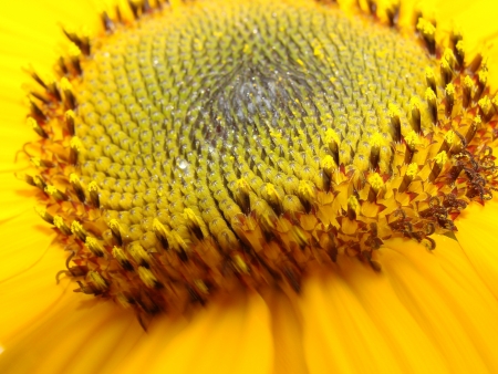 sunflowerの写真素材