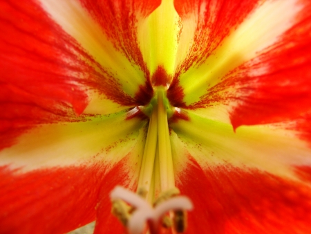 flowerの写真素材