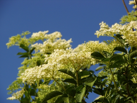 flowersの写真素材