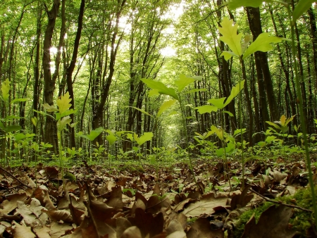 forestの写真素材