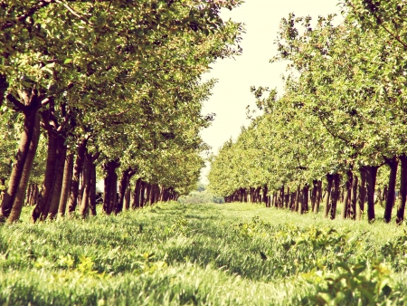 orchardの写真素材