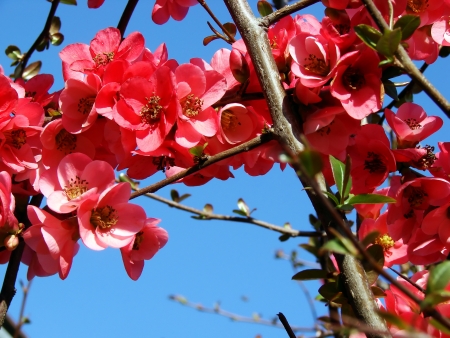 flowersの写真素材