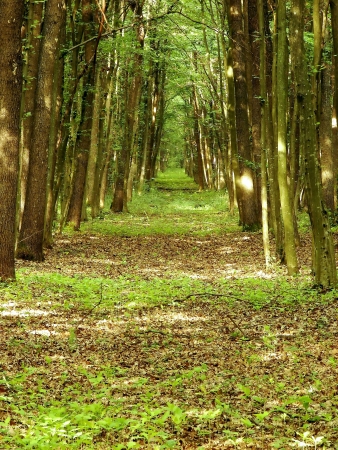 Spiritual path in a beautiful fresh forestの写真素材