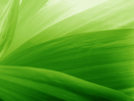green leaves backgroundの写真素材