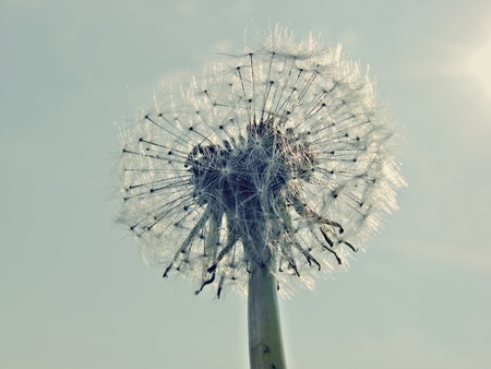 Dandelion  Taraxacum officinale               
