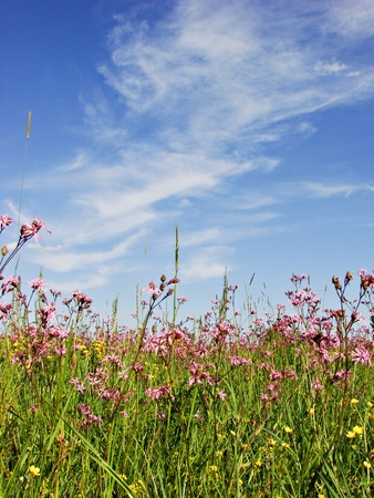 spring fieldの写真素材