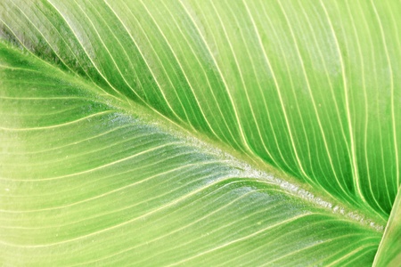 Extreme closeup of the veins and spine of a green leaf 