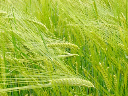 wheat field  Triticum spp   の写真素材