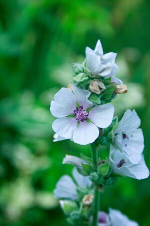 white flowersの写真素材