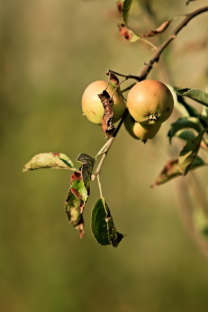 apple branchの写真素材