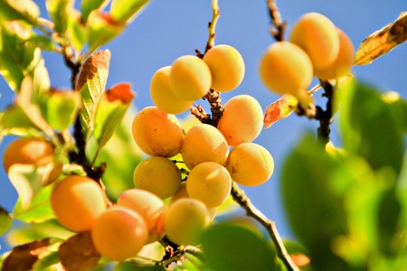 branch of yellow plums