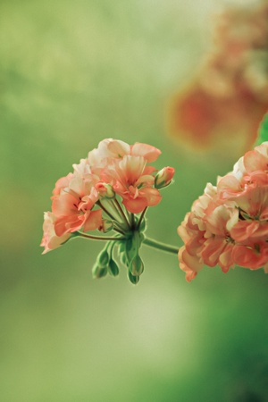 geranium flowersの写真素材