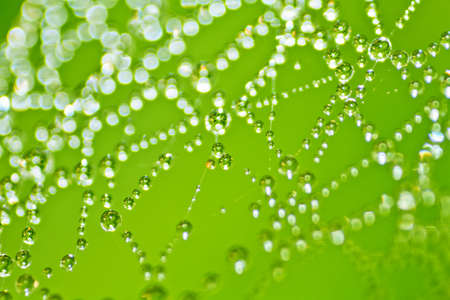 dew dropsの写真素材