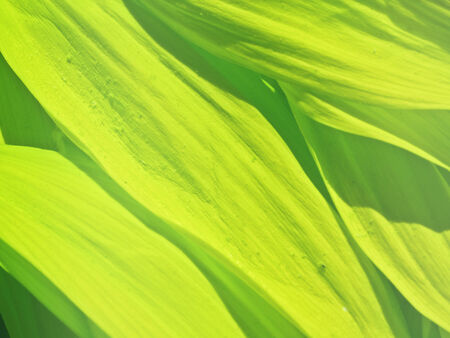 green leaves backgroundの写真素材