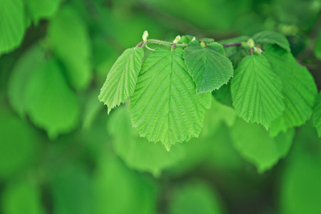hazelnut tree twigの写真素材