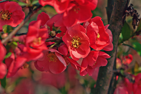 Japanese flowering quince (Chaenomeles Japonica)の写真素材
