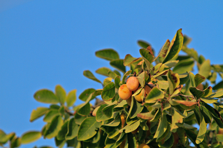 plum tree branchの写真素材