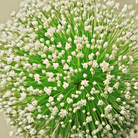 onion flower closeup