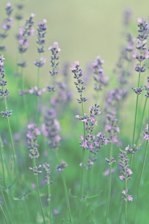 lavender flowers fieldの写真素材