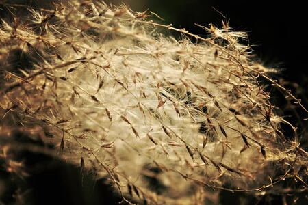 dry plant branch with seeds