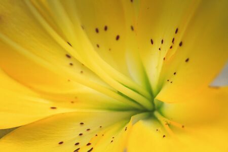 close up of a yellow lily flowerの写真素材