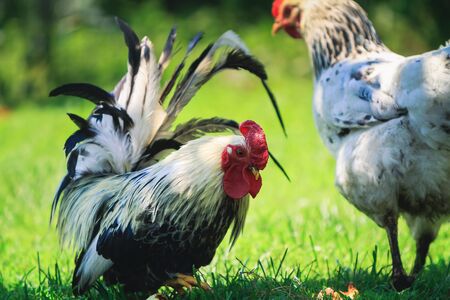 free range chickens on a farmの写真素材