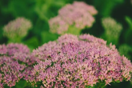 close up of sedum spectabileの写真素材
