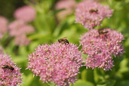 close up of sedum spectabileの写真素材