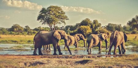elephants herd at a water pondの写真素材