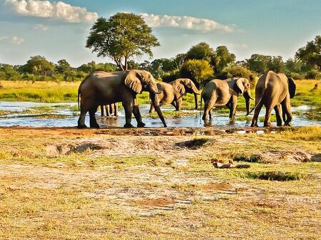 elephants herd at a water pondの写真素材