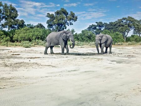 two grey elephants in Namibiaの写真素材