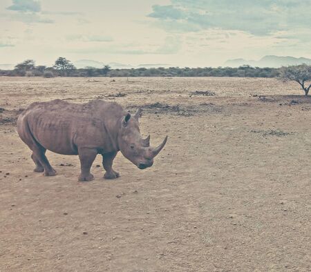 black rhino in natural habitat in Namibiaの写真素材