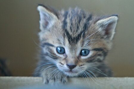 curios little kitty peeking out of the boxの写真素材