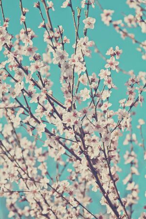 beautiful blooming cherry tree branchの写真素材
